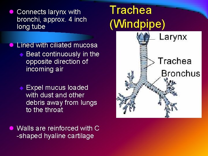 l Connects larynx with bronchi, approx. 4 inch long tube l Lined with ciliated