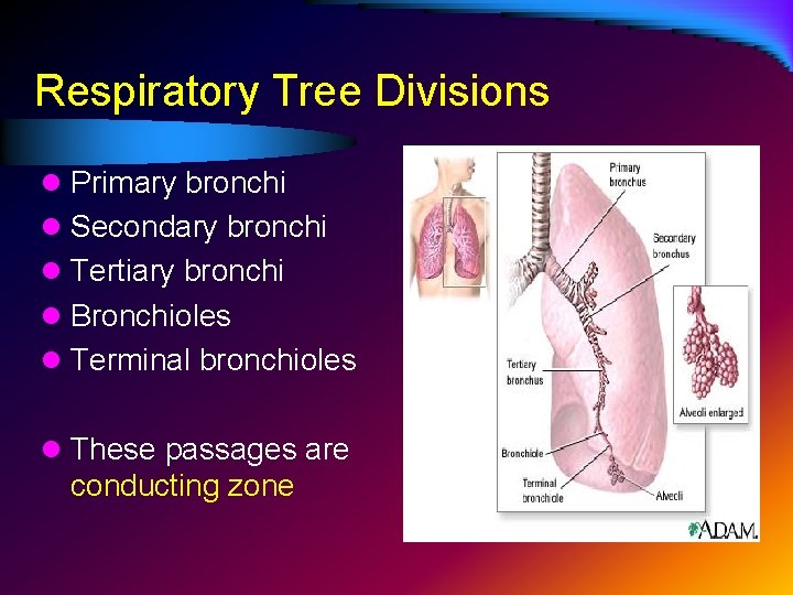 Respiratory Tree Divisions l Primary bronchi l Secondary bronchi l Tertiary bronchi l Bronchioles