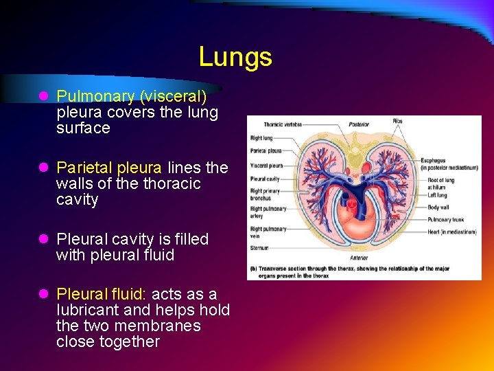 Lungs l Pulmonary (visceral) pleura covers the lung surface l Parietal pleura lines the