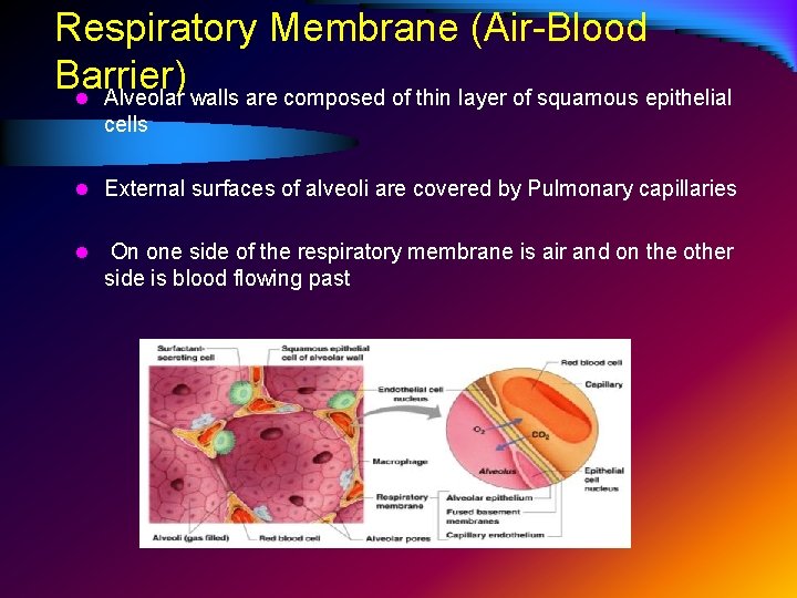 Respiratory Membrane (Air-Blood Barrier) l Alveolar walls are composed of thin layer of squamous