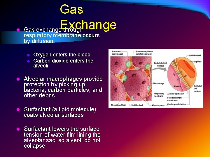 Gas Exchange l Gas exchange through respiratory membrane occurs by diffusion u u Oxygen