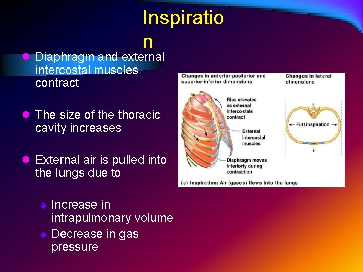Inspiratio n l Diaphragm and external intercostal muscles contract l The size of the