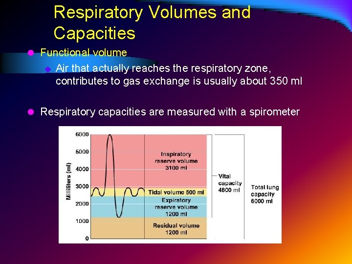 Respiratory Volumes and Capacities l Functional volume u Air that actually reaches the respiratory