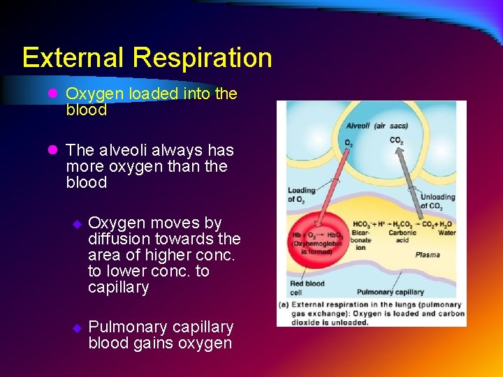 External Respiration l Oxygen loaded into the blood l The alveoli always has more