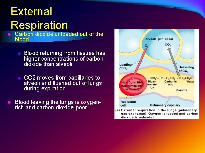 External Respiration l Carbon dioxide unloaded out of the blood u Blood returning from