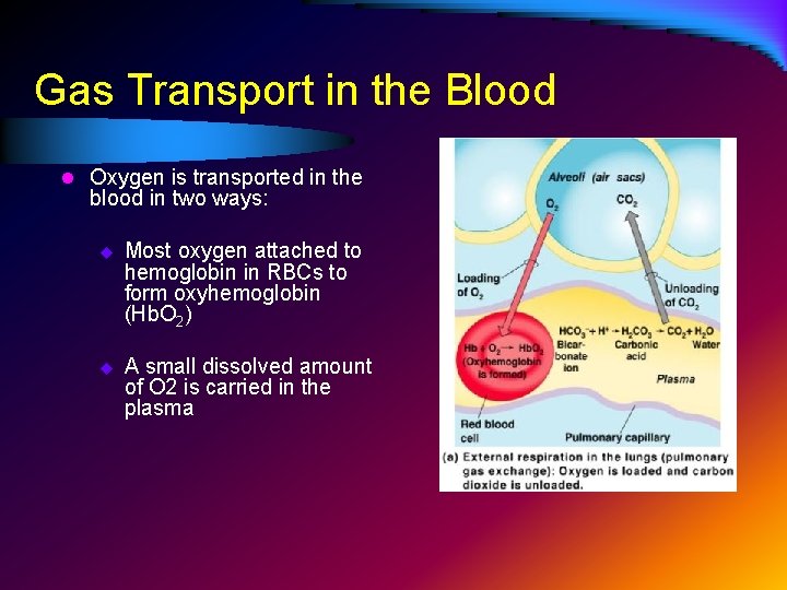 Gas Transport in the Blood l Oxygen is transported in the blood in two