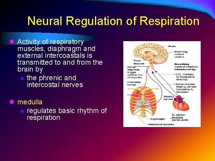 Neural Regulation of Respiration l Activity of respiratory muscles, diaphragm and external intercoastals is