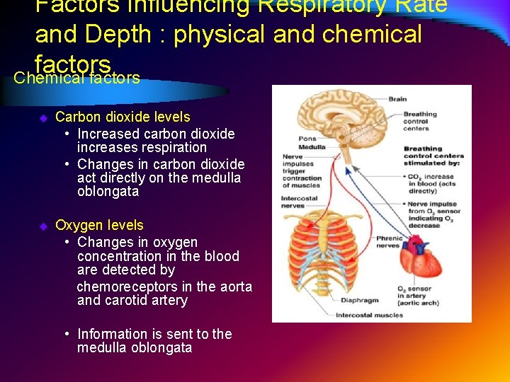 Factors Influencing Respiratory Rate and Depth : physical and chemical factors Chemical factors u