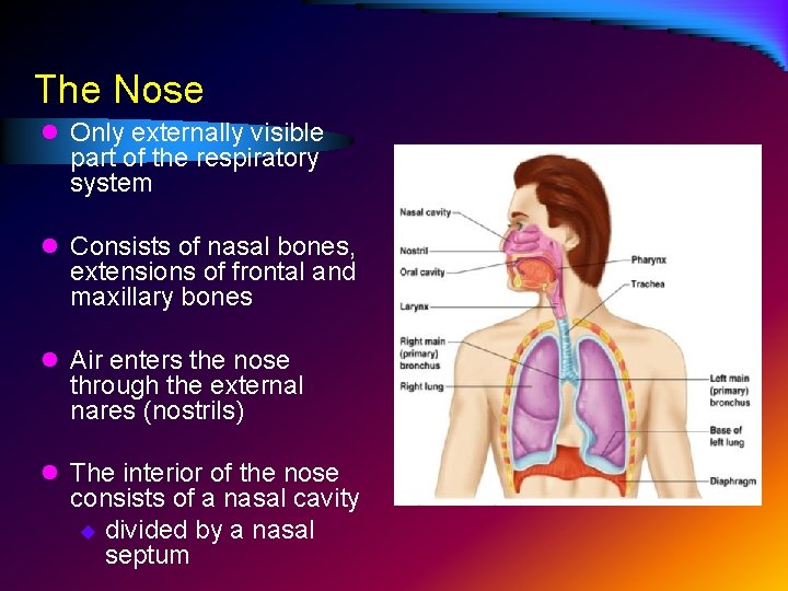 The Nose l Only externally visible part of the respiratory system l Consists of