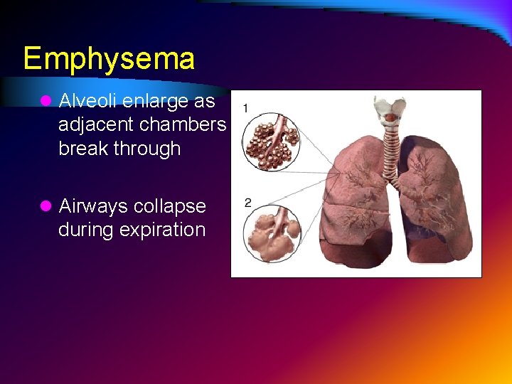 Emphysema l Alveoli enlarge as adjacent chambers break through l Airways collapse during expiration