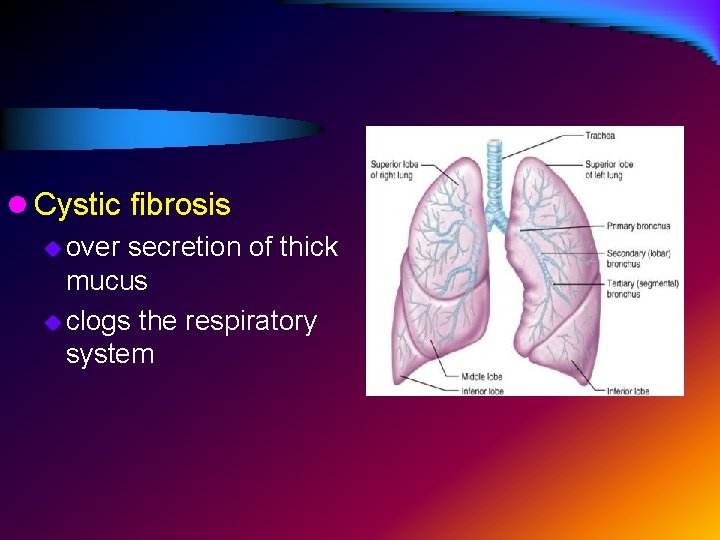 l Cystic fibrosis u over secretion of thick mucus u clogs the respiratory system