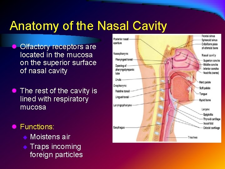 Anatomy of the Nasal Cavity l Olfactory receptors are located in the mucosa on