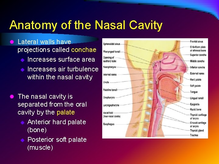 Anatomy of the Nasal Cavity l Lateral walls have projections called conchae u Increases