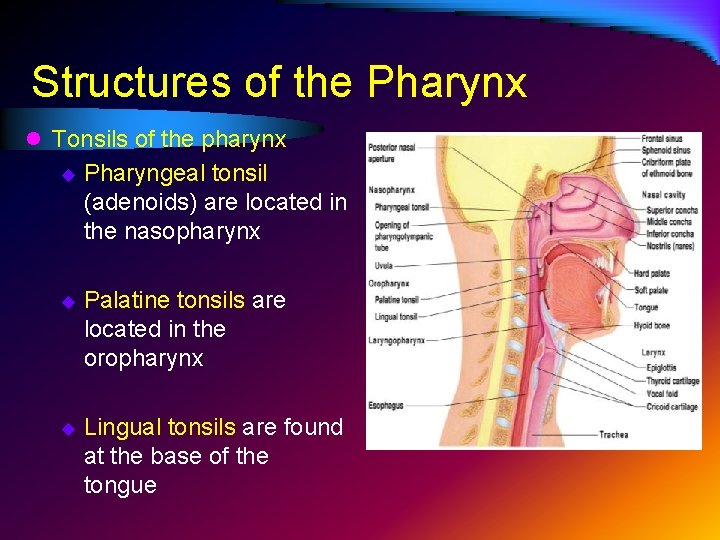 Structures of the Pharynx l Tonsils of the pharynx u Pharyngeal tonsil (adenoids) are