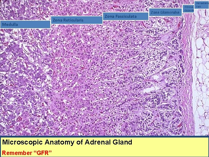Medulla Zona Reticularis Zona Fasciculata Microscopic Anatomy of Adrenal Gland Remember “GFR” Zona Glomerulsa