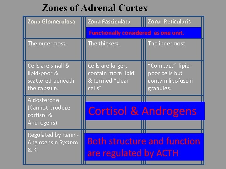 Zones of Adrenal Cortex Zona Glomerulosa Zona Fasciculata Zona Reticularis Functionally considered as one
