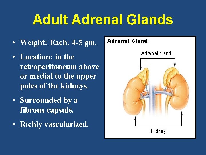 Adult Adrenal Glands • Weight: Each: 4 -5 gm. • Location: in the retroperitoneum