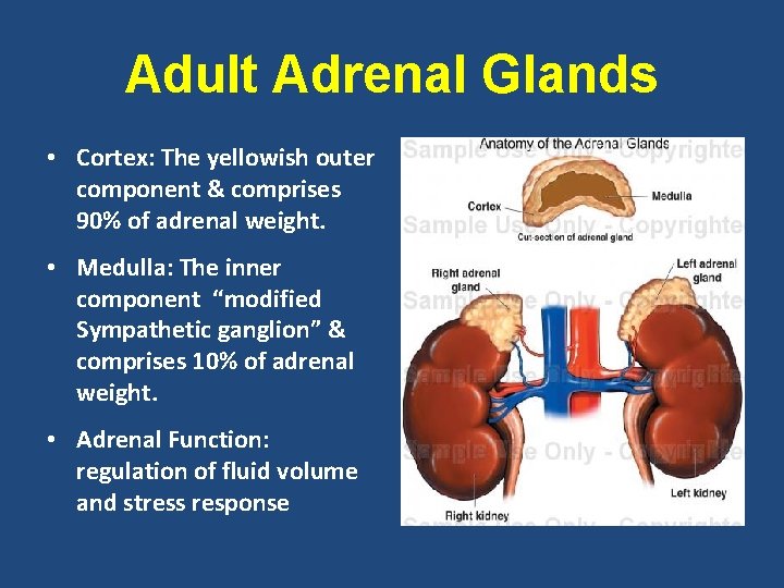 Adult Adrenal Glands • Cortex: The yellowish outer component & comprises 90% of adrenal