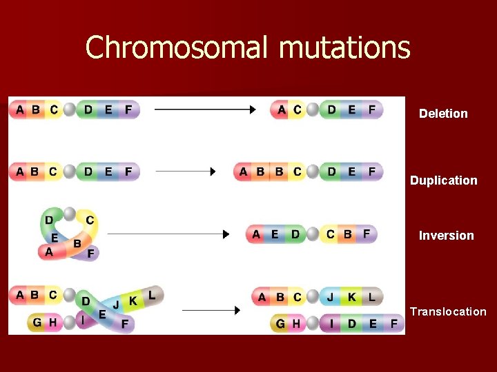 Chromosomal mutations Deletion Duplication Inversion Translocation 