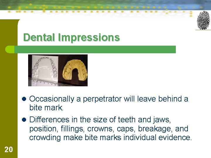 Dental Impressions l Occasionally a perpetrator will leave behind a bite mark. l Differences