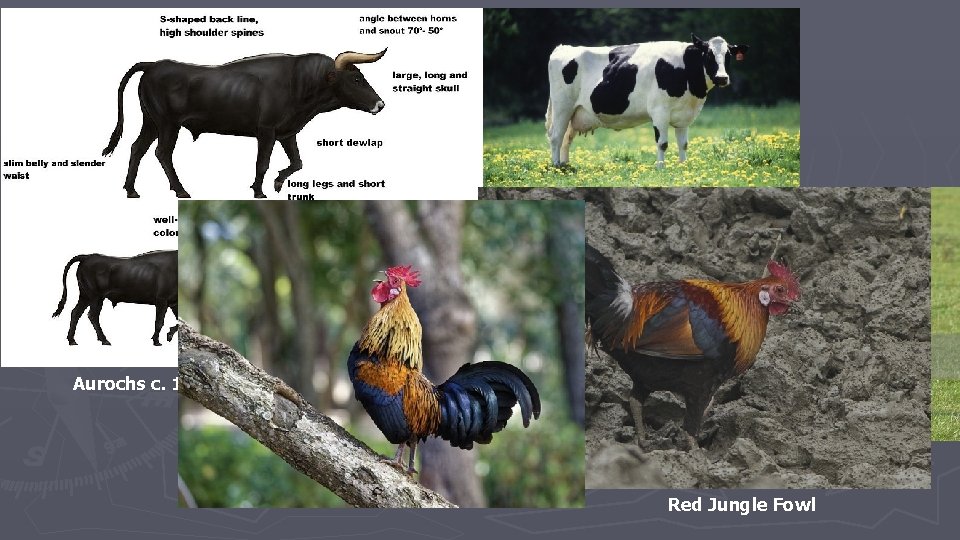 Aurochs c. 10, 500 BCE Red Jungle Fowl 