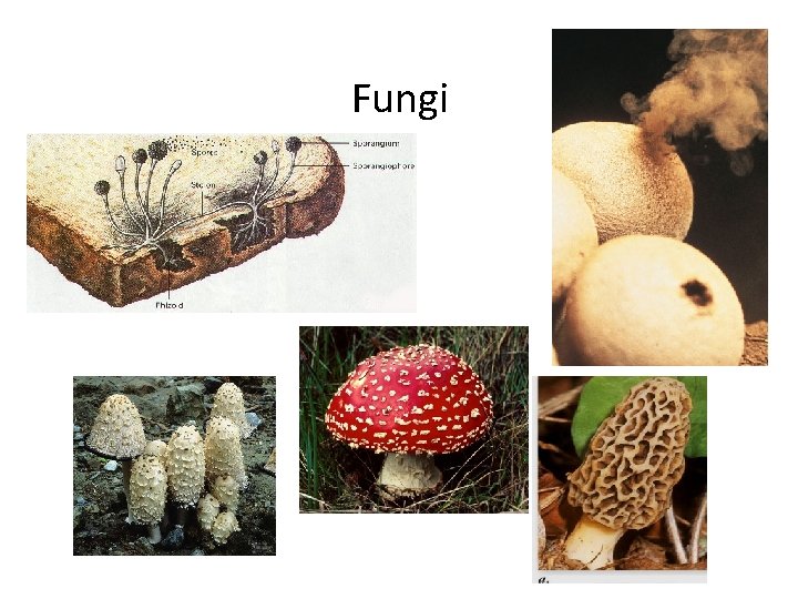 Fungi 