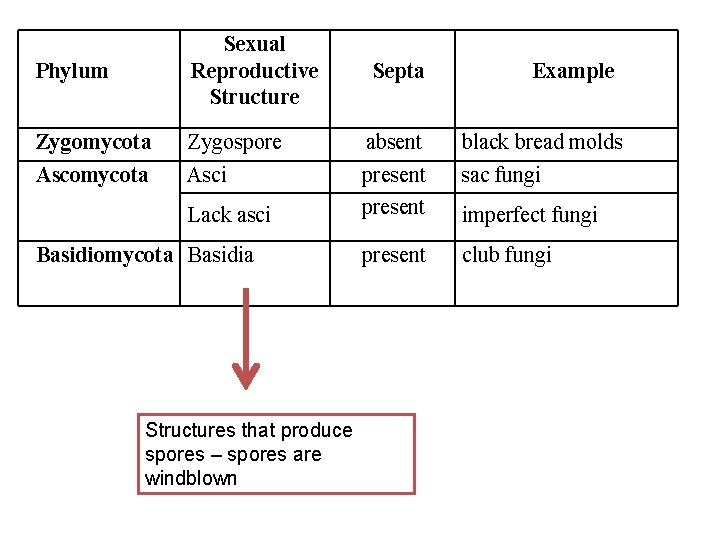 Phylum Sexual Reproductive Structure Zygomycota Ascomycota Zygospore Asci Lack asci Basidiomycota Basidia Structures that