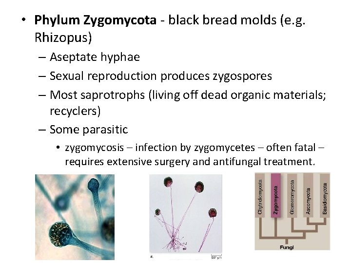  • Phylum Zygomycota - black bread molds (e. g. Rhizopus) – Aseptate hyphae
