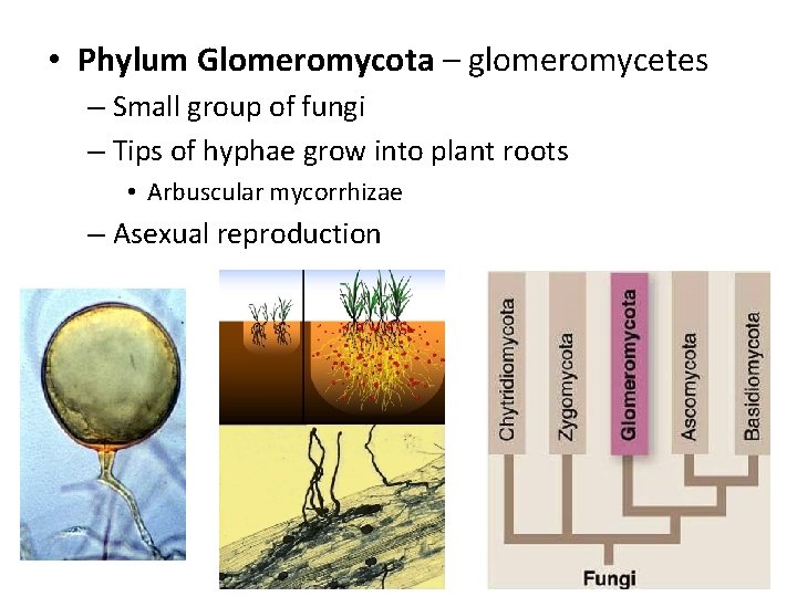  • Phylum Glomeromycota – glomeromycetes – Small group of fungi – Tips of