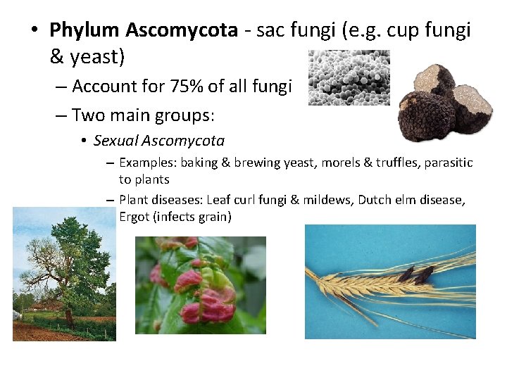  • Phylum Ascomycota - sac fungi (e. g. cup fungi & yeast) –