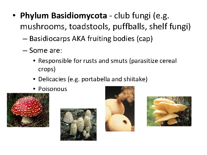  • Phylum Basidiomycota - club fungi (e. g. mushrooms, toadstools, puffballs, shelf fungi)