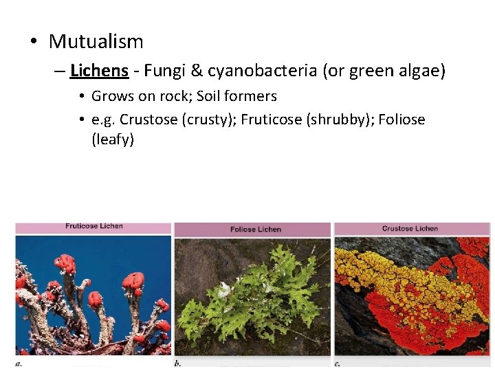  • Mutualism – Lichens - Fungi & cyanobacteria (or green algae) • Grows