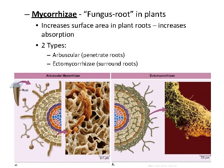 – Mycorrhizae - “Fungus-root” in plants • Increases surface area in plant roots –