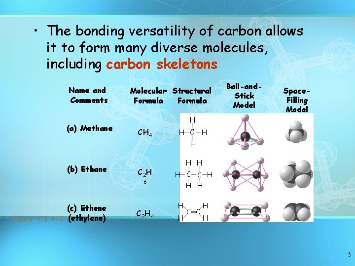  • The bonding versatility of carbon allows it to form many diverse molecules,