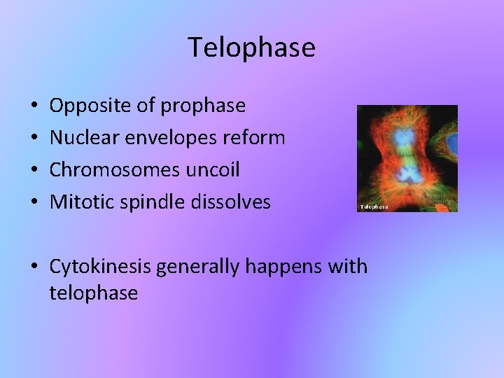 Telophase • • Opposite of prophase Nuclear envelopes reform Chromosomes uncoil Mitotic spindle dissolves