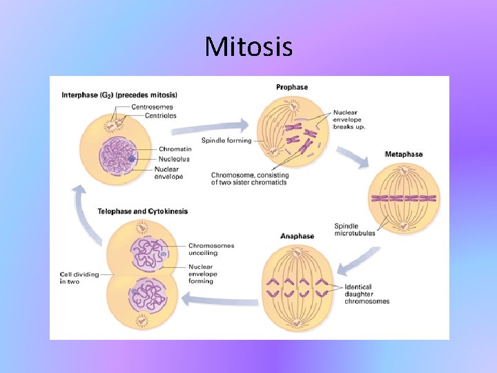 Mitosis 