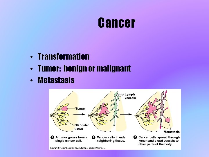 Cancer • Transformation • Tumor: benign or malignant • Metastasis 