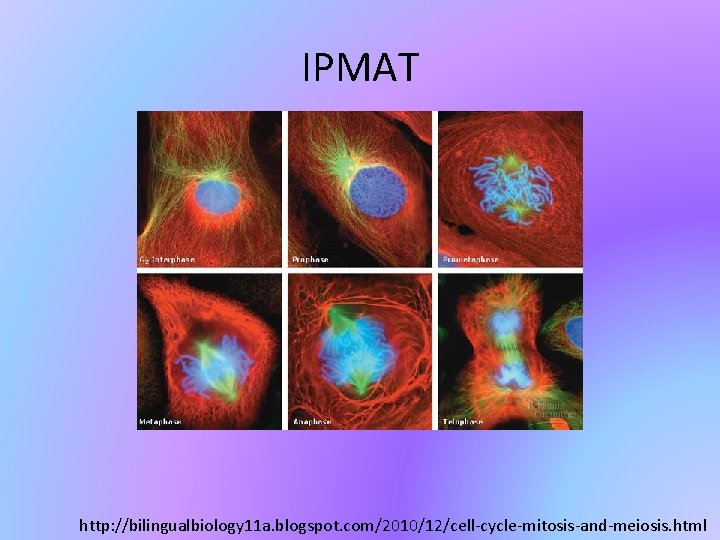 IPMAT http: //bilingualbiology 11 a. blogspot. com/2010/12/cell-cycle-mitosis-and-meiosis. html 