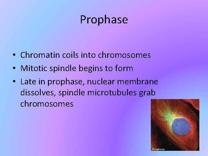 Prophase • Chromatin coils into chromosomes • Mitotic spindle begins to form • Late