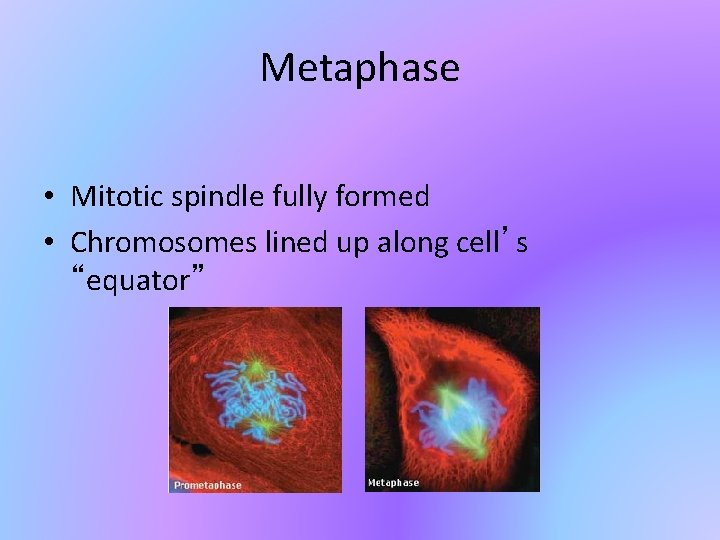 Metaphase • Mitotic spindle fully formed • Chromosomes lined up along cell’s “equator” 