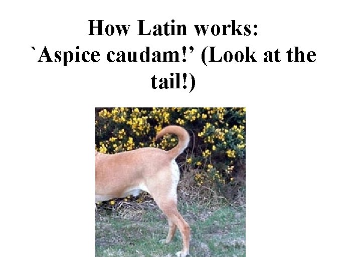 How Latin works: `Aspice caudam!’ (Look at the tail!) 