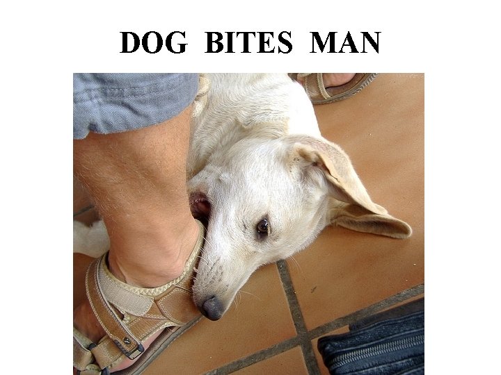 DOG BITES MAN 