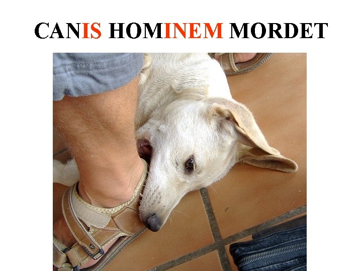 CANIS HOMINEM MORDET 