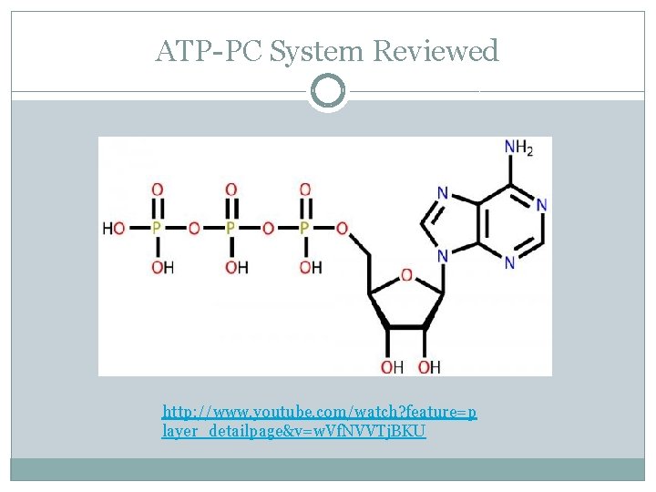 ATP-PC System Reviewed http: //www. youtube. com/watch? feature=p layer_detailpage&v=w. Vf. NVVTj. BKU 