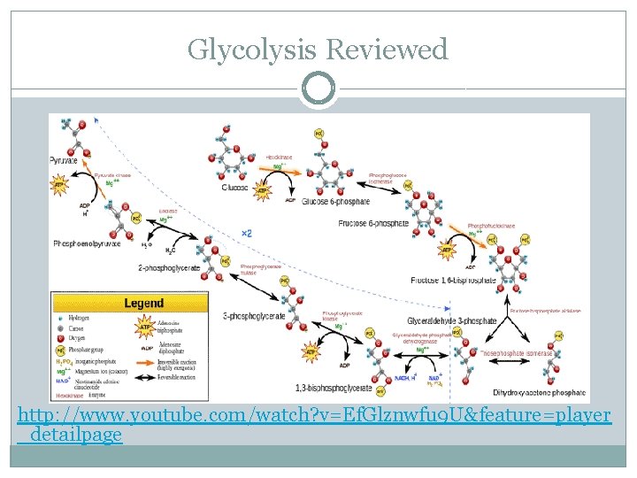 Glycolysis Reviewed http: //www. youtube. com/watch? v=Ef. Glznwfu 9 U&feature=player _detailpage 