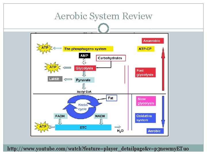 Aerobic System Review http: //www. youtube. com/watch? feature=player_detailpage&v=p 3 newmy. ETuo 