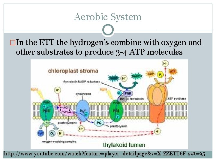 Aerobic System �In the ETT the hydrogen's combine with oxygen and other substrates to Aerobic System �In the ETT the hydrogen's combine with oxygen and other substrates to
