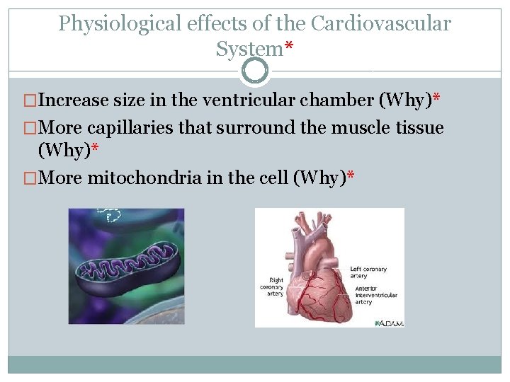 Physiological effects of the Cardiovascular System* �Increase size in the ventricular chamber (Why)* �More