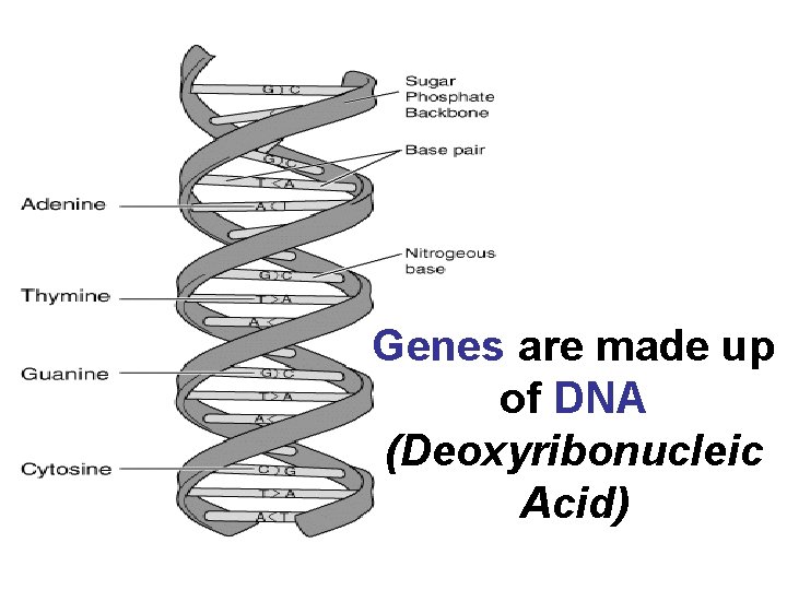 Genes are made up of DNA (Deoxyribonucleic Acid) 