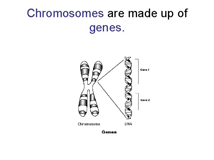 Chromosomes are made up of genes. 